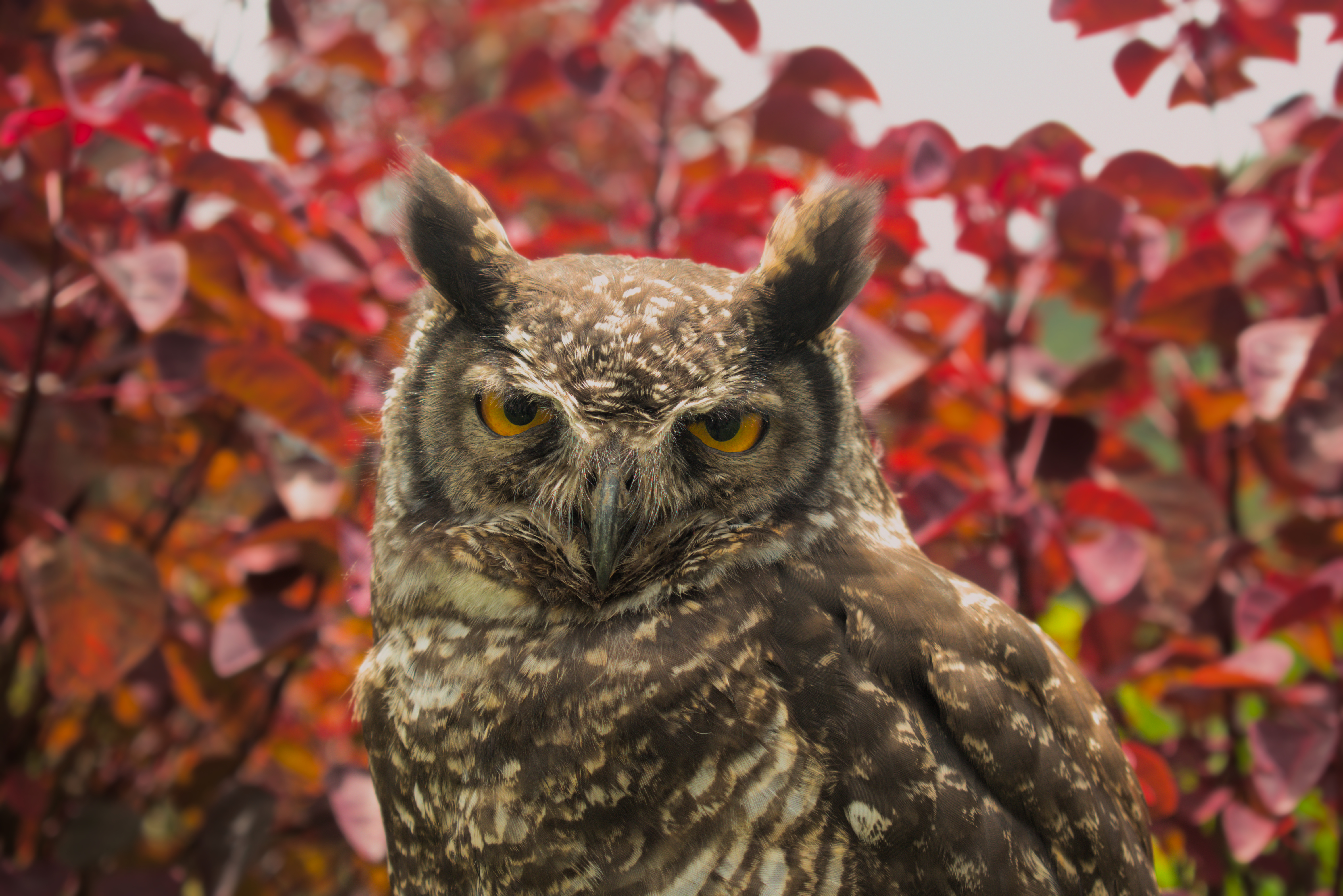 Wildlife Photography